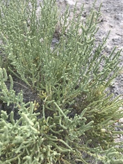 Allenrolfea occidentalis