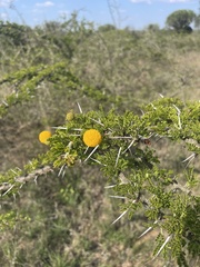 Vachellia permixta