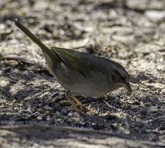 Arremonops rufivirgatus