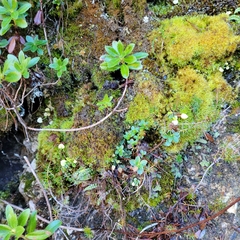 Dicranodontium denudatum