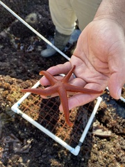Henricia