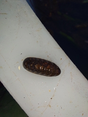 Lepidopleurus cajetanus