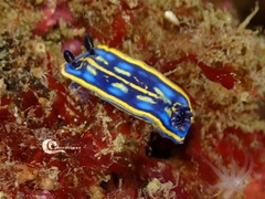 Felimare cantabrica