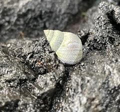 Littoraria pintado
