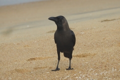 Corvus splendens