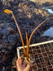 Laminaria setchellii
