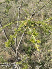 Vachellia permixta
