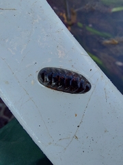 Lepidopleurus cajetanus