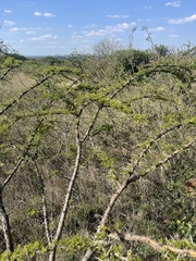 Vachellia permixta