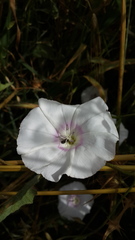 Convolvulus betonicifolius