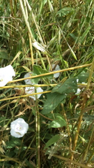 Convolvulus betonicifolius