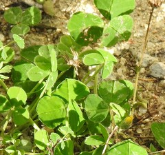 Trifolium subterraneum