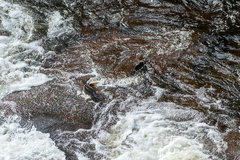 Oncorhynchus gorbuscha