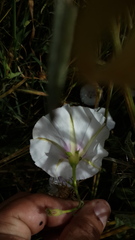 Convolvulus betonicifolius