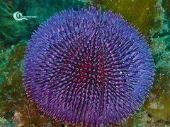 Sphaerechinus granularis