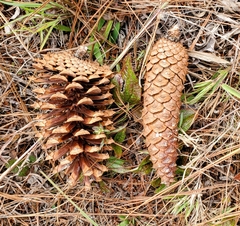 Pinus palustris