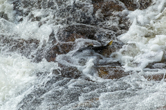 Oncorhynchus gorbuscha