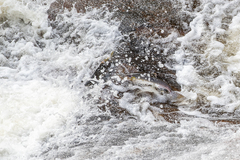 Oncorhynchus gorbuscha