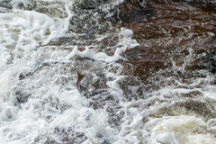 Oncorhynchus gorbuscha