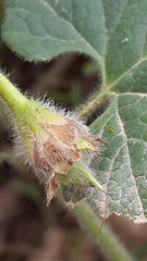 Convolvulus betonicifolius