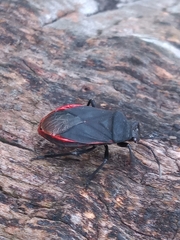 Largus rufipennis