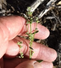 Chenopodium atrovirens