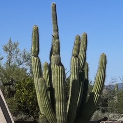 Stenocereus thurberi