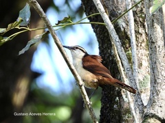Campylorhynchus chiapensis