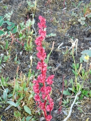 Rumex arcticus
