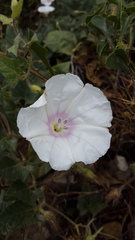 Convolvulus betonicifolius