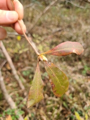 Rhododendron canescens