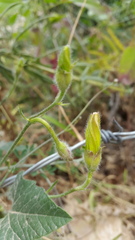 Convolvulus betonicifolius