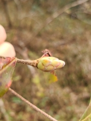 Rhododendron canescens