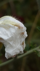 Convolvulus betonicifolius