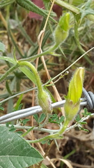 Convolvulus betonicifolius