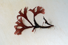 Phyllophora pseudoceranoides