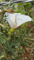 Convolvulus betonicifolius