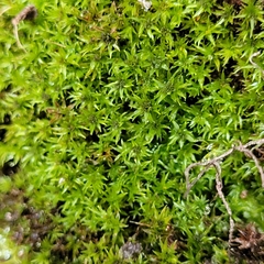 Hydrogonium croceum