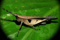 Xiphiola cyanoptera