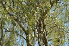 Aspidosperma quebracho-blanco