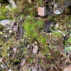 Hydrogonium croceum