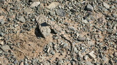 Phrynocephalus versicolor