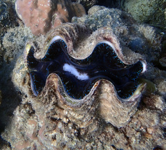 Tridacna squamosa