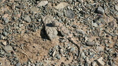 Phrynocephalus versicolor