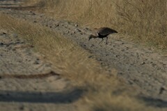 Eupodotis ruficrista