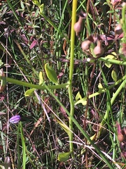 Polygala rugelii