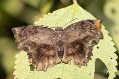 Achlyodes busirus
