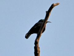 Cinnyris mariquensis