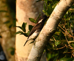 Stactolaema leucotis