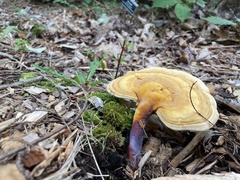 Ganoderma curtisii